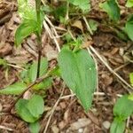 Commelina communis Liść