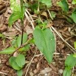 Commelina communis Yaprak