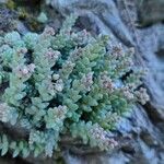 Sedum dasyphyllumLorea