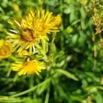 Pentanema salicinum Flower