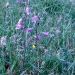 Campanula sibirica 花