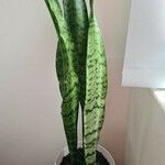 Sansevieria zeylanica Liść