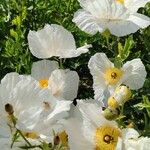 Romneya coulteri പുഷ്പം