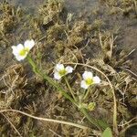 Damasonium polyspermum Muu