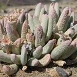 Cheiridopsis denticulata Hábito