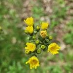 Hieracium caespitosum ᱵᱟᱦᱟ