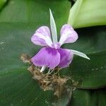Kaempferia galanga Floare
