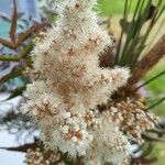 Sorbaria kirilowii Flower