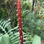 Pitcairnia atrorubens Flor
