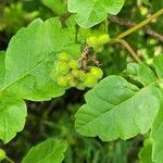 Toxicodendron diversilobum Fruit