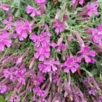 Silene schafta Flower