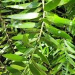 Agathis australis 葉