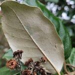 Elaeagnus × submacrophylla Hoja