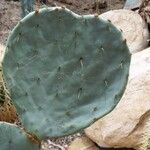 Opuntia robusta Leaf