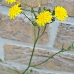 Crepis capillarisFiore