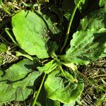 Plantago major Leaf