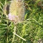 Dipsacus fullonumFlower