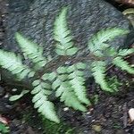 Athyrium niponicum Folla