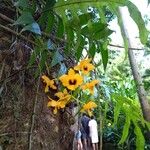 Dendrobium chrysotoxum Flower