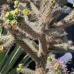 Cylindropuntia imbricata 整株植物