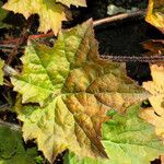 Heuchera villosa Lehti