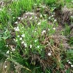 Stellaria holostea Hábito