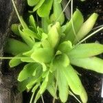 Pinguicula agnata Ліст