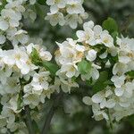 Malus toringo Blüte