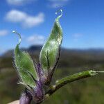 Vicia benghalensis Fruto