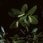 Salix vestita Leaf