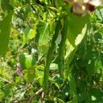 Apios americana Froito