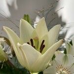 Lilium candidum Flower