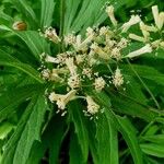 Syneilesis aconitifolia Flor