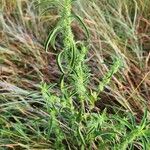Meiosperma bracteatum Φύλλο