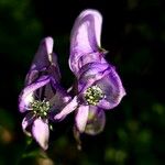 Aconitum variegatum 花