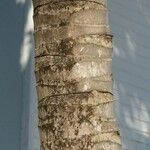 Roystonea regia Casca