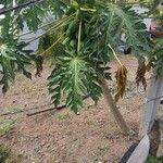 Carica papaya Агульны выгляд