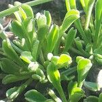 Globularia cordifolia Leaf