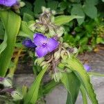 Tradescantia virginiana Flor