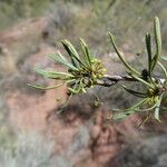 Rhamnus lycioides Blad