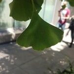 Ginkgo biloba叶