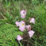 Eulophia cucullata Folha
