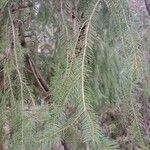 Picea abies Blad