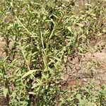 Scoparia dulcis Celota