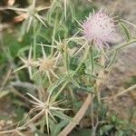 Centaurea calcitrapa Hábito