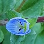 Veronica persicaFlower