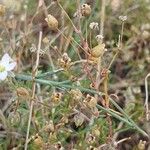 Spergularia media Fruit