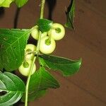 Solanum leucocarpon Фрукт