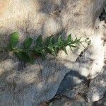 Pluchea ovalis Yaprak