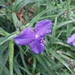 Tradescantia virginiana Flor